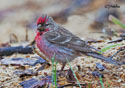 Carduelis flammea